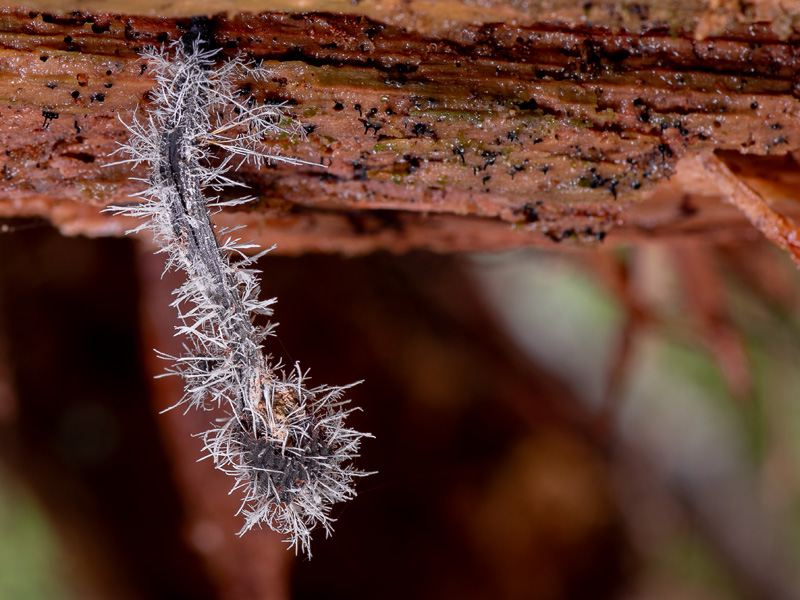 Tilachlidium brachiatum Tilachlidium brachiatum